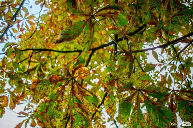 Літній листопад: чому «лисіють» луцькі каштани. ФОТО