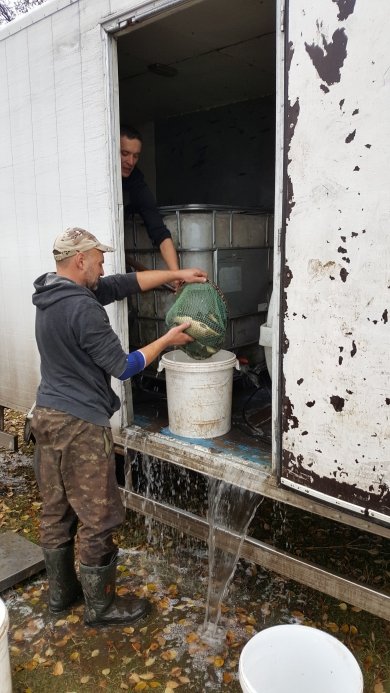 У волинське водосховище випустили 359 кілограмів риби