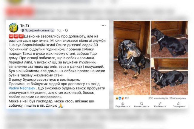 Повернути Ремса: лучанка звинувачує зооактивістів у викраденні свого собаки