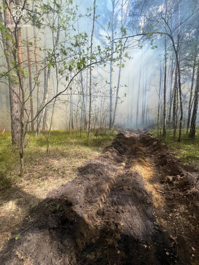 На Волині горіло 5 гектарів лісу. ФОТО