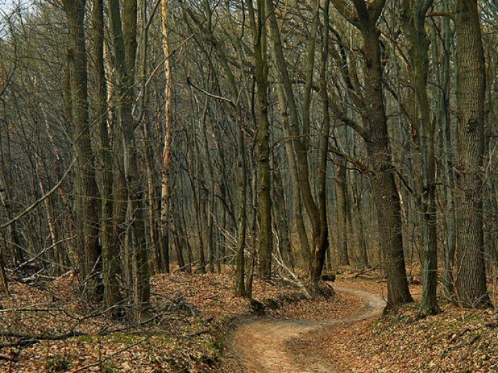 У лісі на Волині знайли тіло жінки