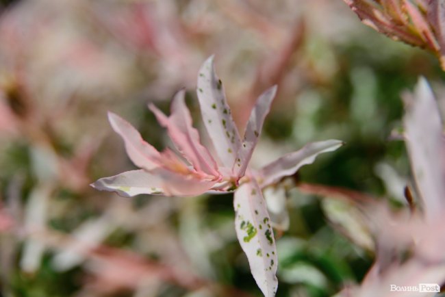 Літні пахощі: головний собор Луцька тоне в трояндах. ФОТОРЕПОРТАЖ