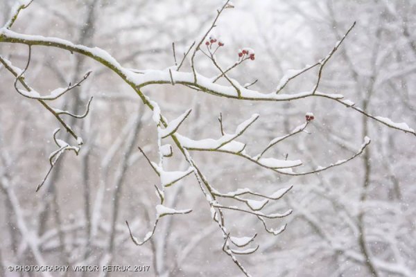 У мережі показали казковий луцький парк під снігом