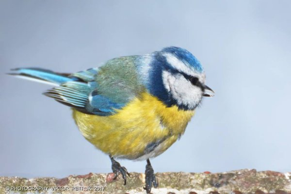 У мережі показали казковий луцький парк під снігом