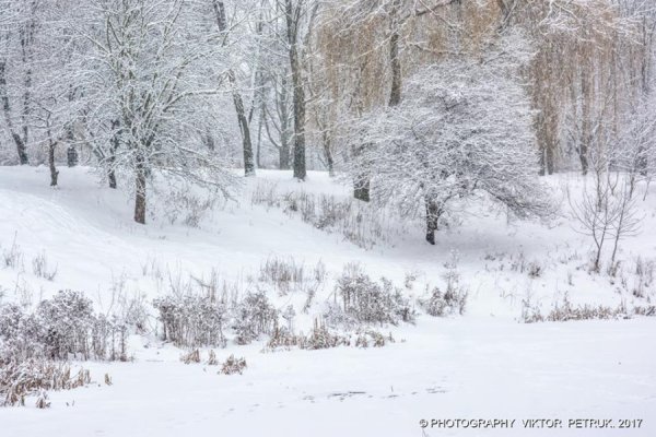 У мережі показали казковий луцький парк під снігом