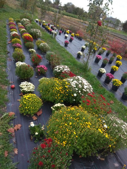 Волинянин вдома вирощує ялинки. ФОТО