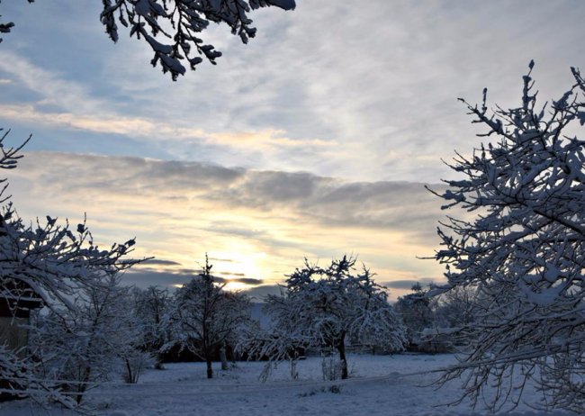 Калинові кетяги і заметені дерева: чудові фото снігопаду на Волині