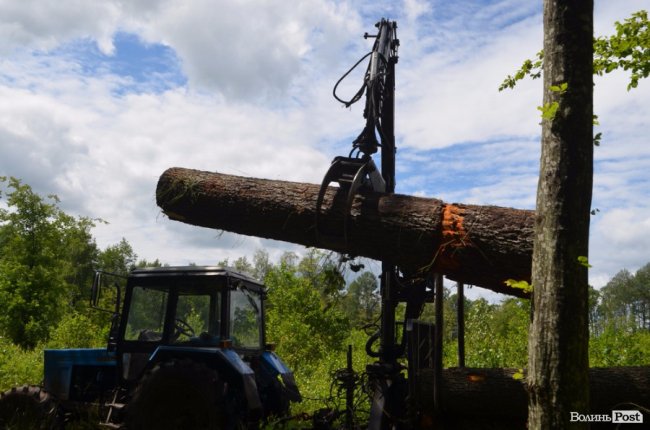 Цуманська пуща