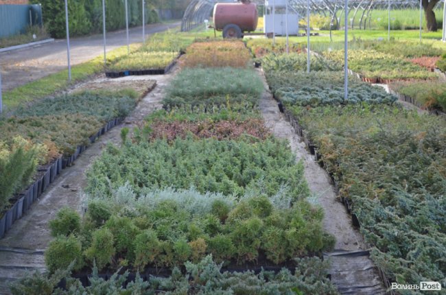 Поляків вражає робота волинських селекційних розсадників