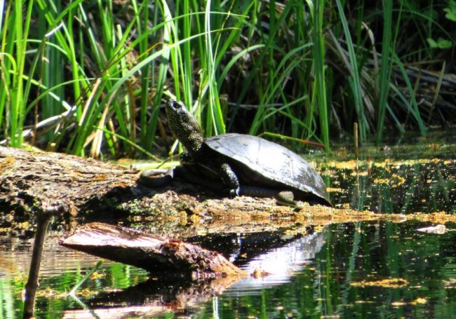 Черепаха видерлася на вужа: курйозне фото з волинського заповідника