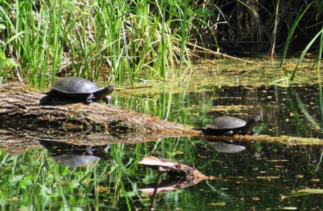 Черепаха видерлася на вужа: курйозне фото з волинського заповідника