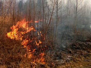 Вогонь наблизився впритул до будинку: у селищі на Волині горіла дача. ВІДЕО