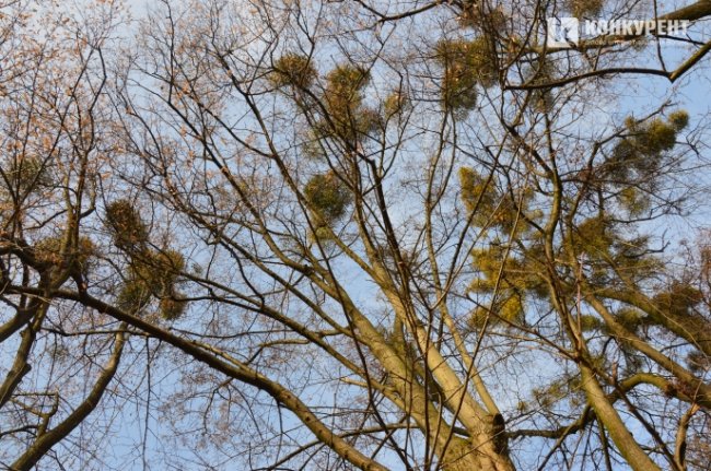 Найстаріший парк Луцька: перлина, яка занепадає