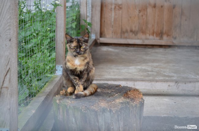 Показали умови, у яких живуть тварини в луцькій «Ласці». ФОТО