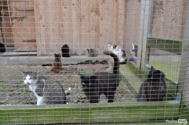 Показали умови, у яких живуть тварини в луцькій «Ласці». ФОТО