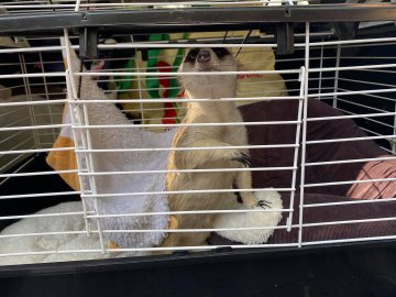 У Луцькому зоопарку – новий мешканець. ФОТО