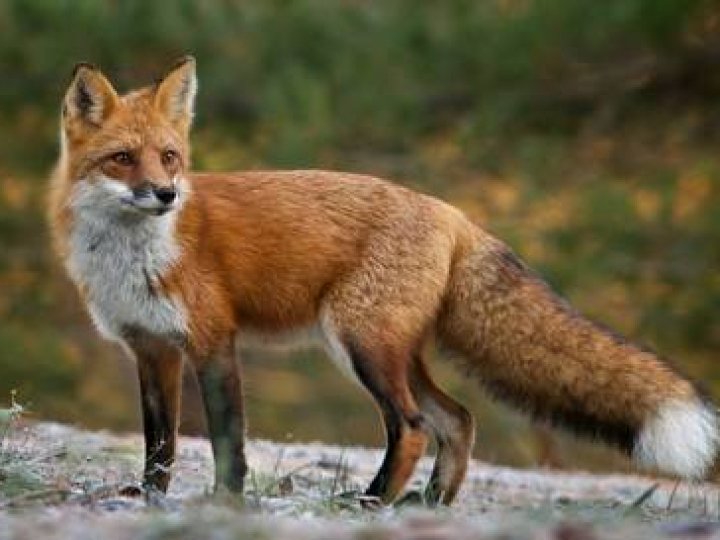 У трьох селах на Волині - карантин через скажених лиса та кота 