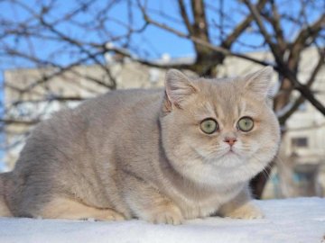 За загублену у Луцьку кішку пропонують тисячу доларів