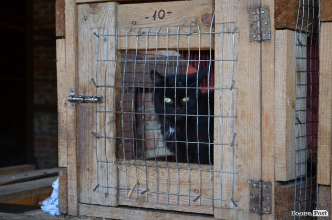 Показали умови, у яких живуть тварини в луцькій «Ласці». ФОТО