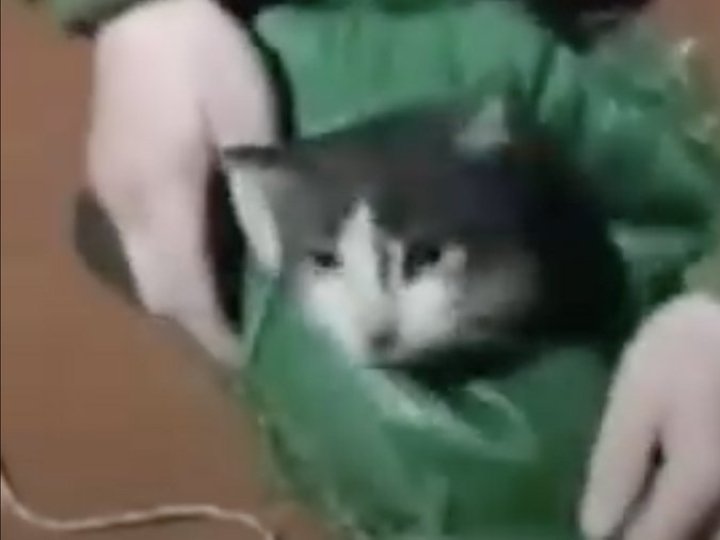 Кіт і собака подолали повітрям 12 кілометрів: волинські бійці дроном евакуювали тварин з позицій 