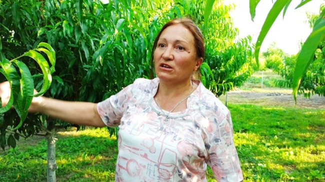 Сім'я з Волині вирощує персики і щороку збирає 7 тонн солодких плодів