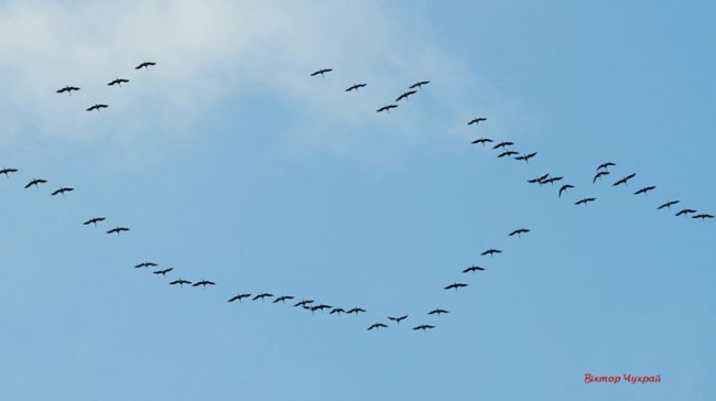 Відлітають журавлі: птахи у небі над Луцьком. ФОТО