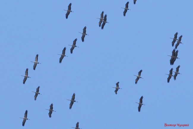 Відлітають журавлі: птахи у небі над Луцьком. ФОТО