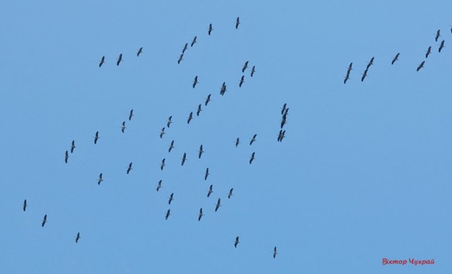 Відлітають журавлі: птахи у небі над Луцьком. ФОТО