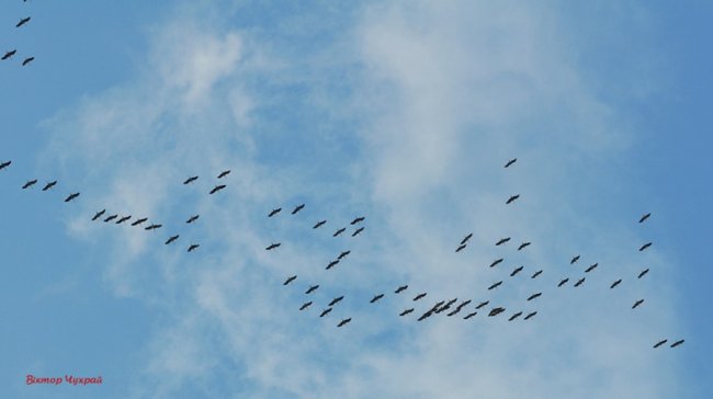 Відлітають журавлі: птахи у небі над Луцьком. ФОТО