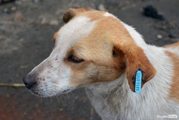 Собачий притулок у Луцьку пережив важку зиму. ФОТО