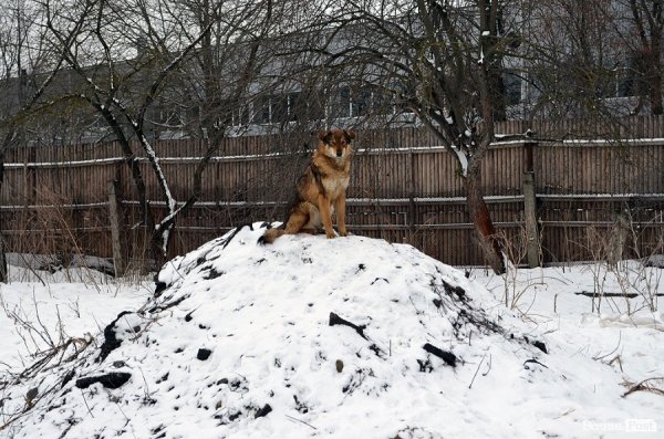Собачий притулок у Луцьку пережив важку зиму. ФОТО