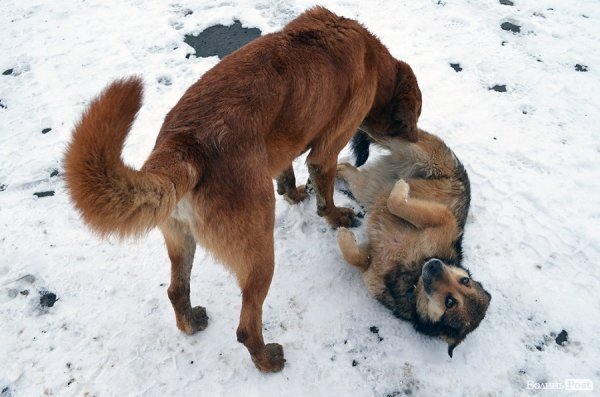 Собачий притулок у Луцьку пережив важку зиму. ФОТО