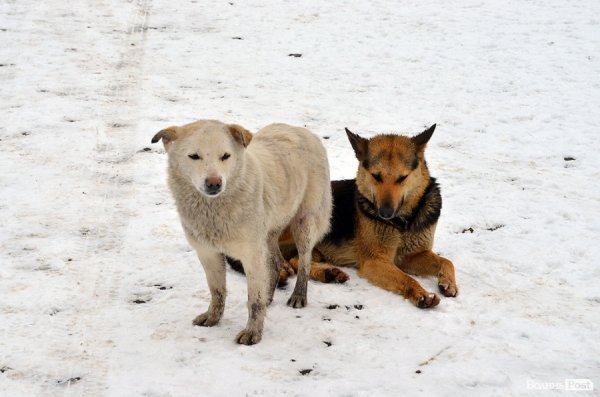 Собачий притулок у Луцьку пережив важку зиму. ФОТО