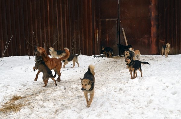 Собачий притулок у Луцьку пережив важку зиму. ФОТО