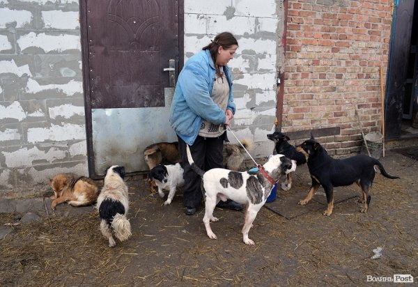 Собачий притулок у Луцьку пережив важку зиму. ФОТО