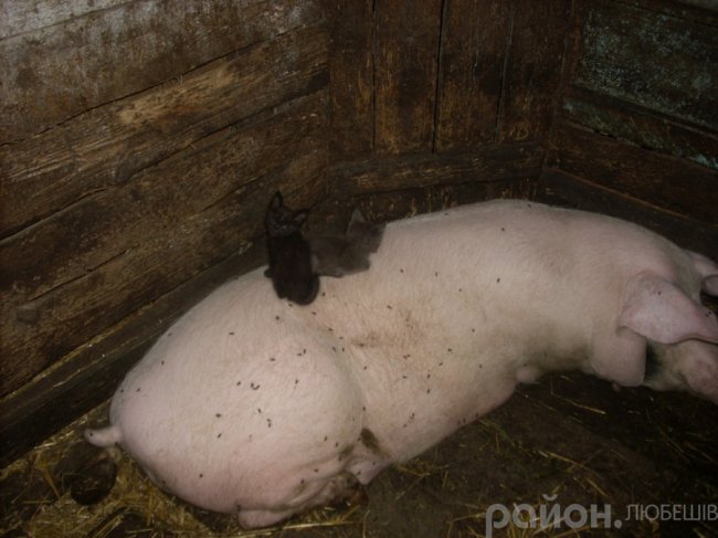 На Волині «нянькою» для кошенят став кабан. ФОТО