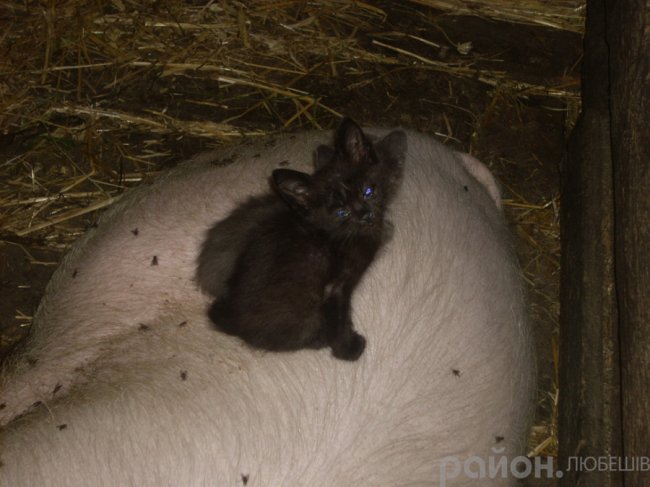 На Волині «нянькою» для кошенят став кабан. ФОТО
