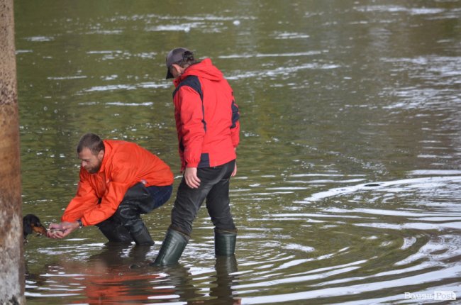 Щука, короп і судак: у луцький Стир випустили тисячі рибин. ФОТО