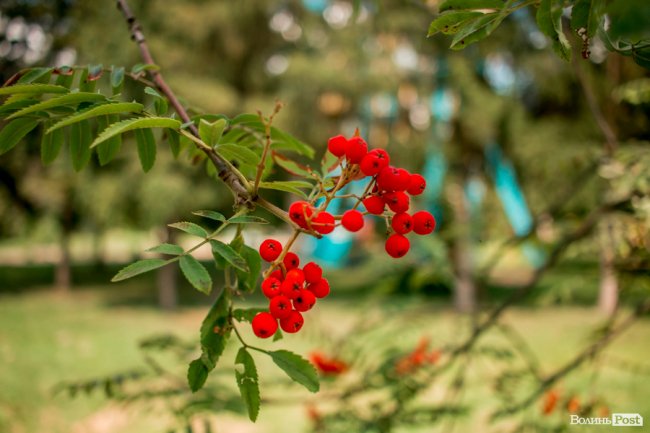 Літо у луцькому парку. ФОТО