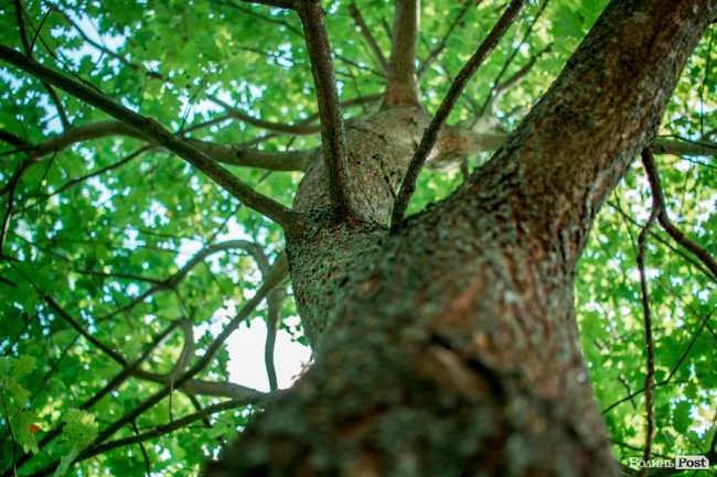Літо у луцькому парку. ФОТО