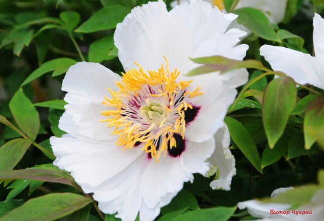 Луцький фотограф поділився ніжними світлинами півоній