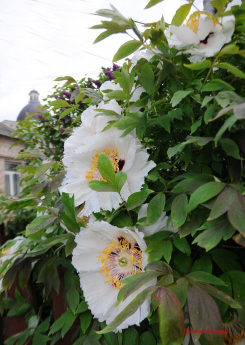 Луцький фотограф поділився ніжними світлинами півоній