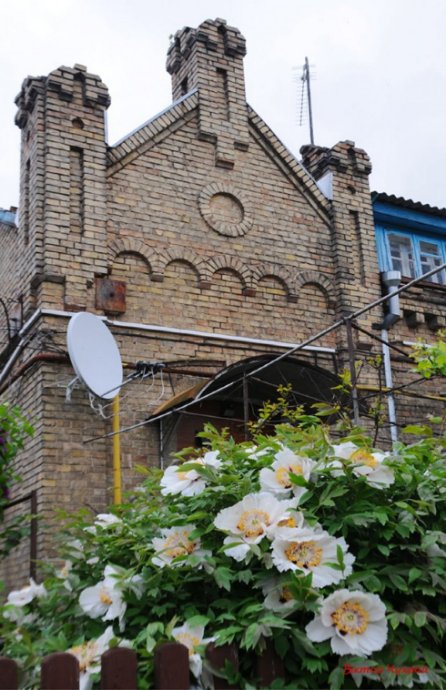 Луцький фотограф поділився ніжними світлинами півоній