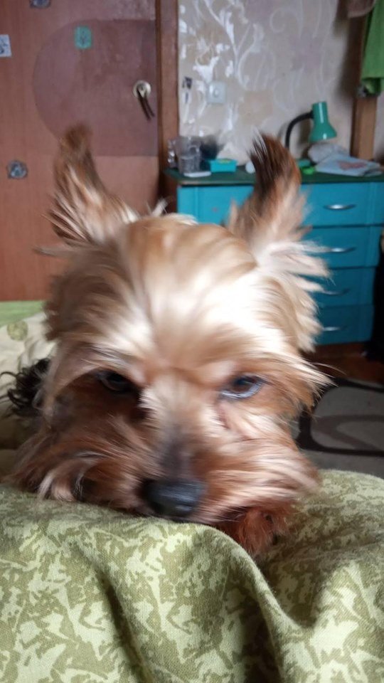 Лучанка запевняє, що живодер викинув її собаку з вікна сьомого поверху