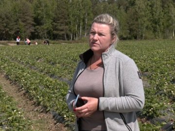 Як розвивають ягідництво на Волині 