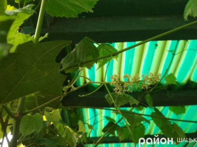 У Шацьку вдруге за сезон зацвів виноград. ФОТО