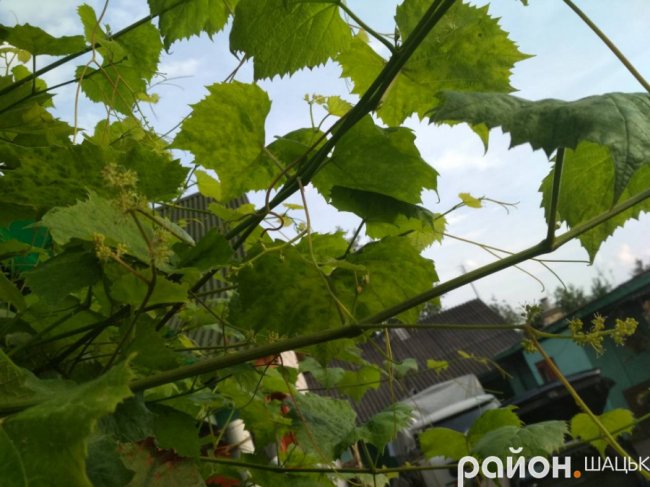 У Шацьку вдруге за сезон зацвів виноград. ФОТО
