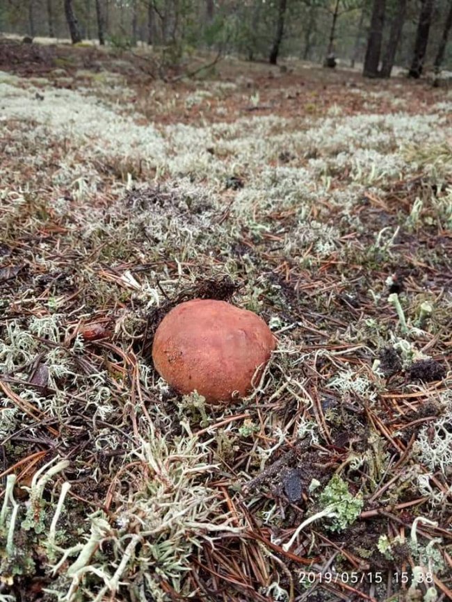 Волиняни діляться світлинами перших грибних трофеїв. ФОТО