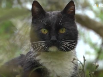 «Він особливий»: розповіли історію кота, який з Луцька пройшов 300 кілометрів до монастиря. ВІДЕО