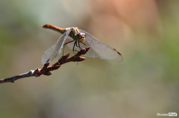 Фотопогляд: Луцьк за межами 40-го району. ФОТО